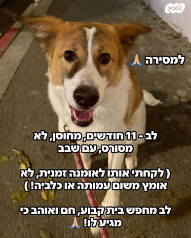 תמונת מודעה - חיות מחמד