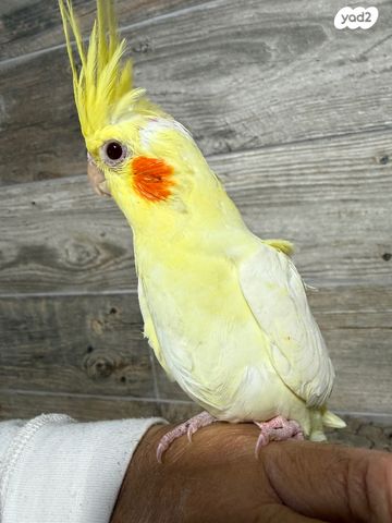 תמונת מודעה - חיות מחמד