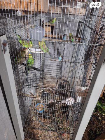 תמונת מודעה - חיות מחמד