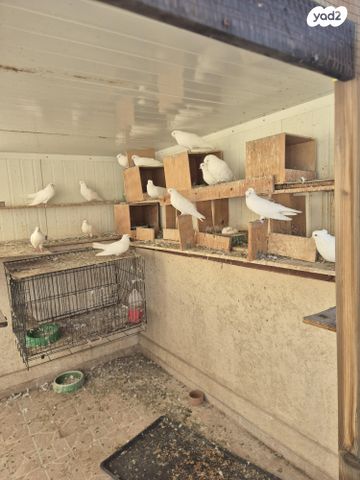 תמונת מודעה - חיות מחמד