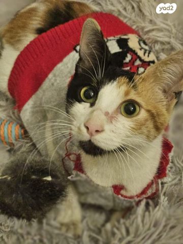 תמונת מודעה - חיות מחמד