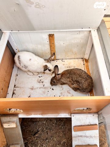 תמונת מודעה - חיות מחמד