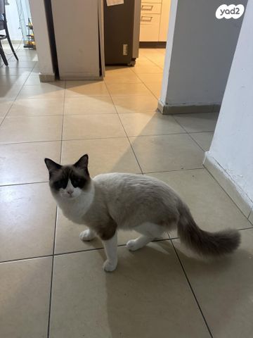 תמונת מודעה - חיות מחמד