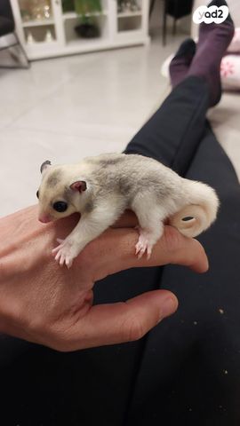 תמונת מודעה - חיות מחמד