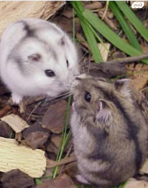 תמונת מודעה - חיות מחמד