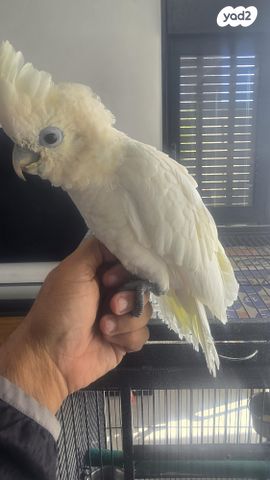 תמונת מודעה - חיות מחמד