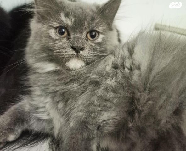 תמונת מודעה - חיות מחמד