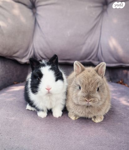 תמונת מודעה - חיות מחמד