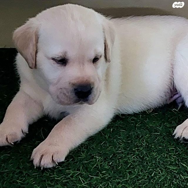 תמונת מודעה - חיות מחמד