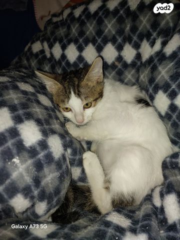 תמונת מודעה - חיות מחמד