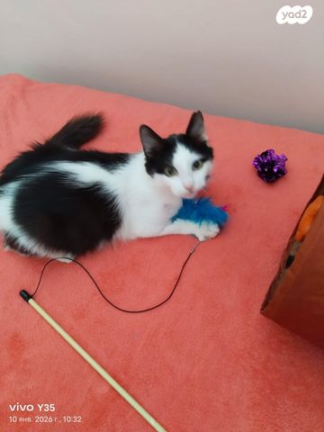 תמונת מודעה - חיות מחמד