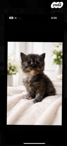 תמונת מודעה - חיות מחמד