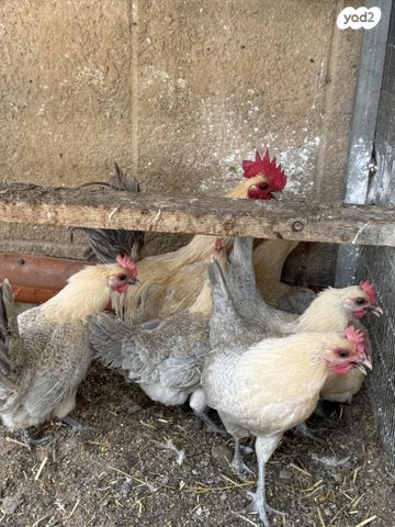 תמונת מודעה - חיות מחמד