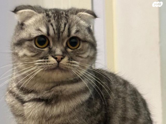 תמונת מודעה - חיות מחמד