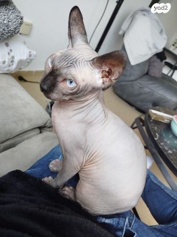 תמונת מודעה - חיות מחמד