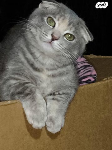 תמונת מודעה - חיות מחמד