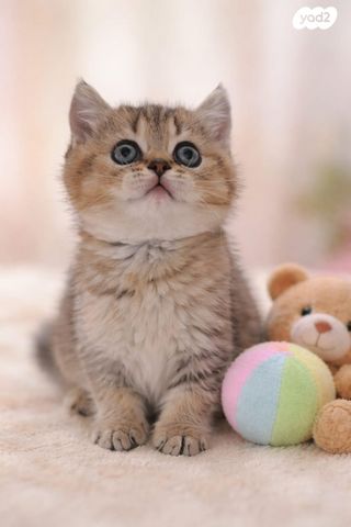 תמונת מודעה - חיות מחמד