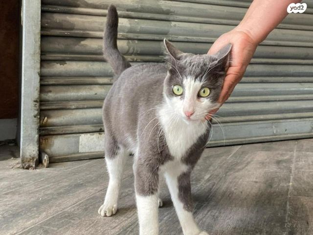 תמונת מודעה - חיות מחמד