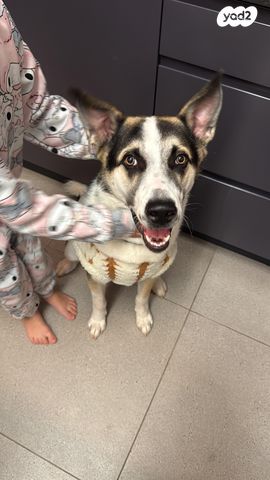 תמונת מודעה - חיות מחמד