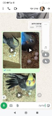 תמונת מודעה - חיות מחמד