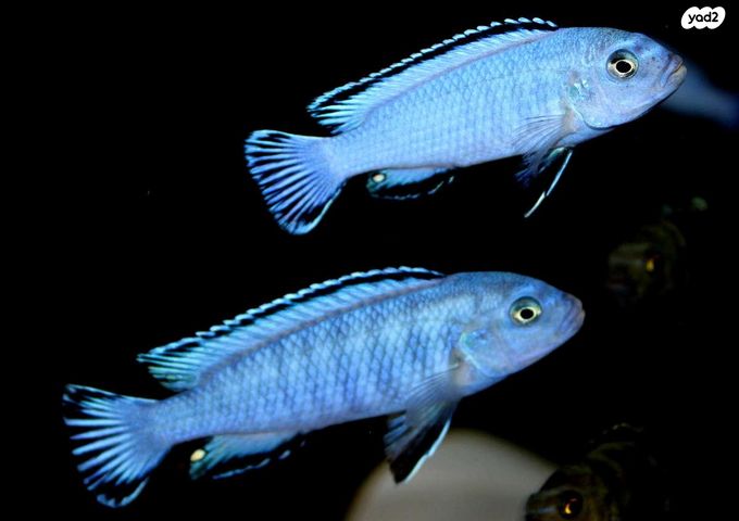 תמונת מודעה - חיות מחמד