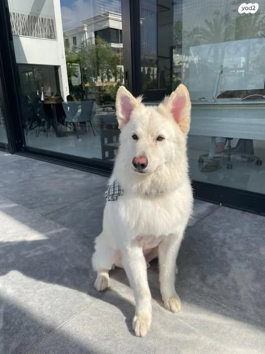 תמונת מודעה - חיות מחמד