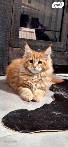 תמונת מודעה - חיות מחמד