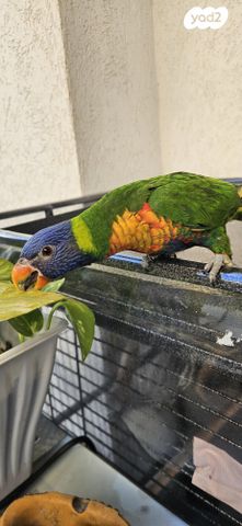 תמונת מודעה - חיות מחמד