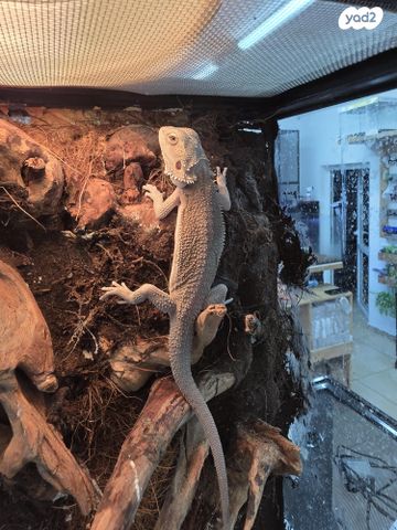 תמונת מודעה - חיות מחמד