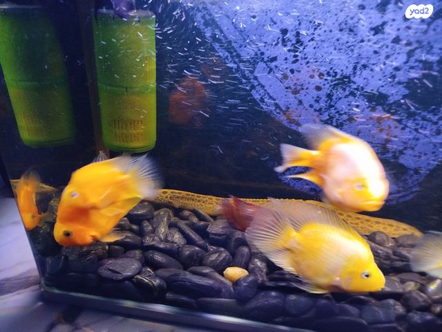 תמונת מודעה - חיות מחמד