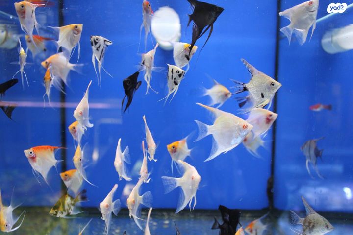 תמונת מודעה - חיות מחמד