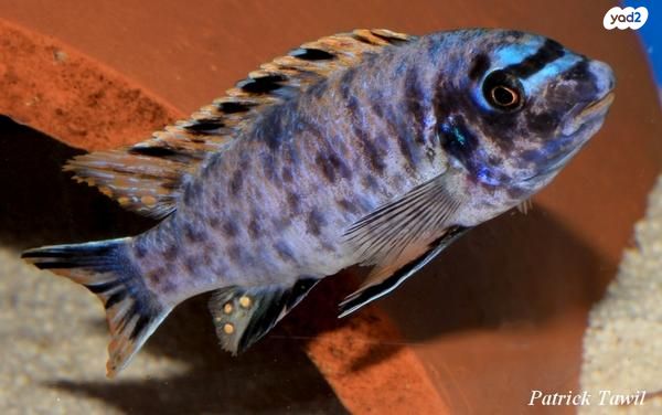 תמונת מודעה - חיות מחמד