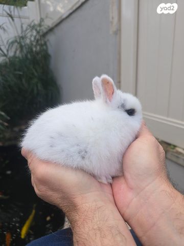 תמונת מודעה - חיות מחמד