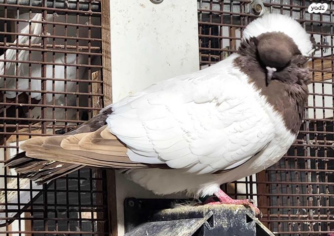 תמונת מודעה - חיות מחמד