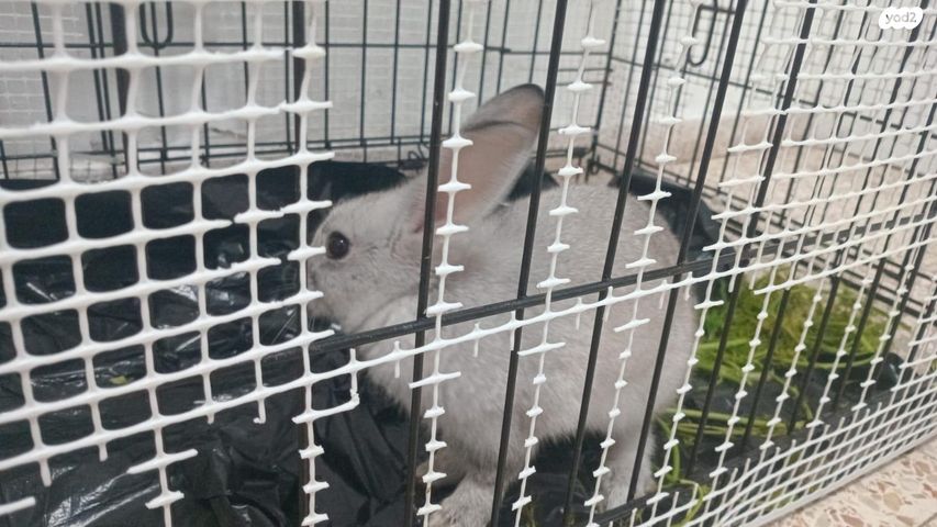 תמונת מודעה - חיות מחמד