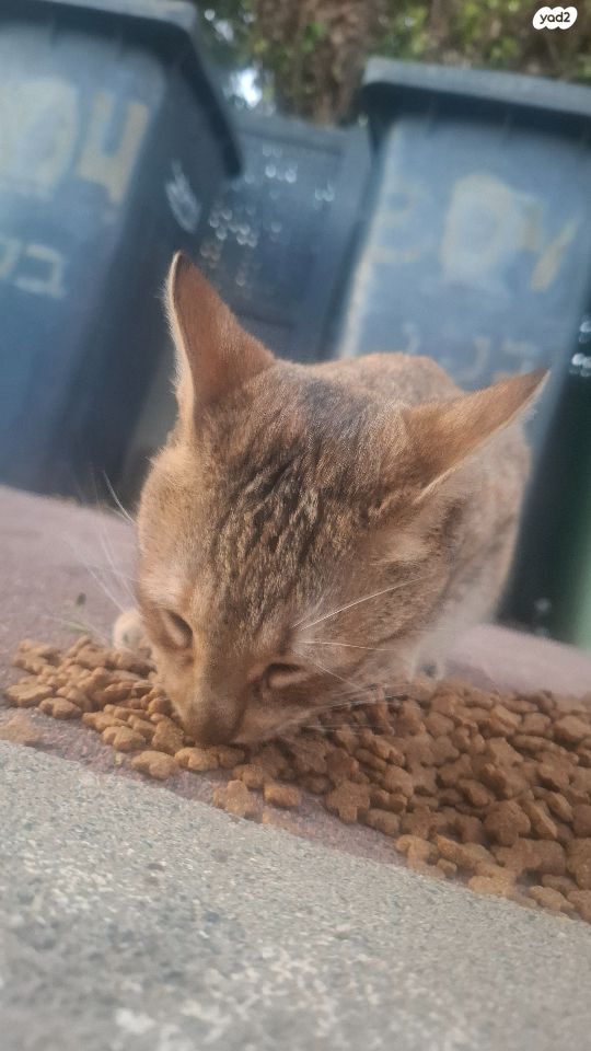 תמונת מודעה - חיות מחמד