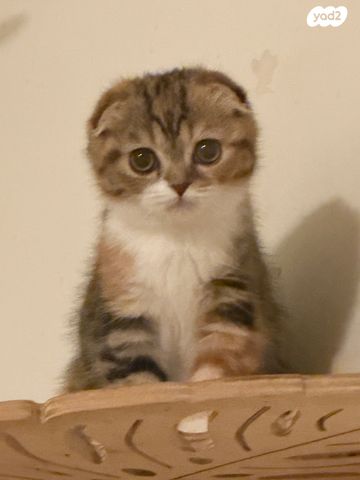 תמונת מודעה - חיות מחמד