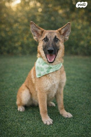 תמונת מודעה - חיות מחמד