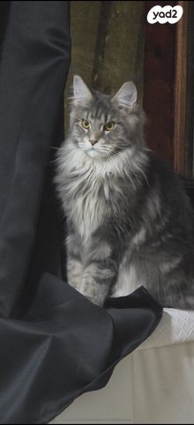 תמונת מודעה - חיות מחמד