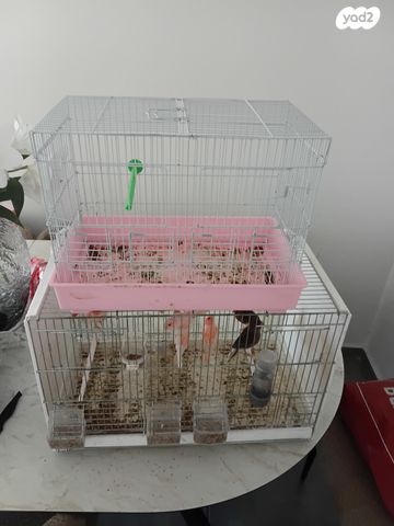 תמונת מודעה - חיות מחמד