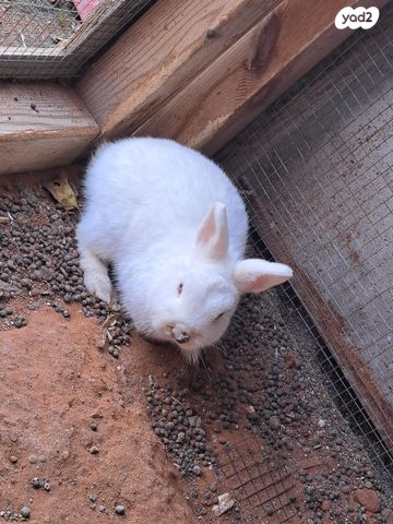 תמונת מודעה - חיות מחמד