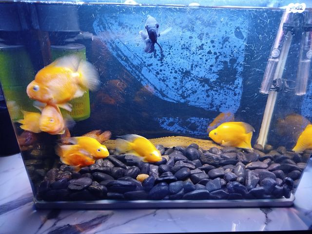 דג דגי מים קרים