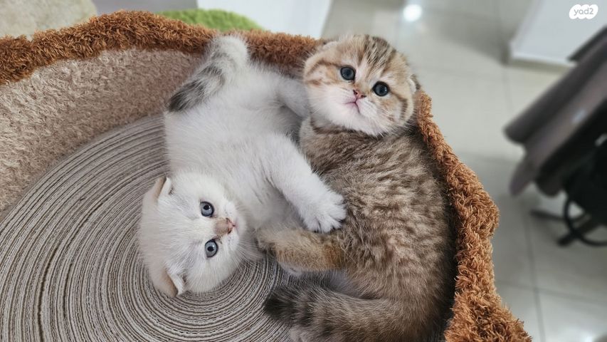 תמונת מודעה - חיות מחמד