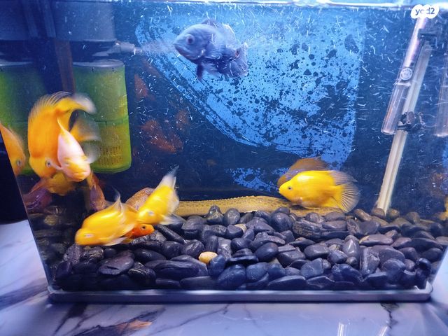 דג דגי מים קרים