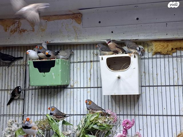 תוכי פינקים