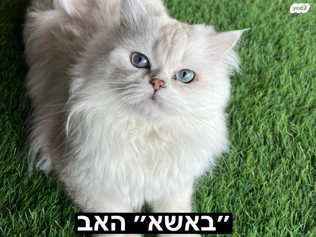 חתול סקוטי