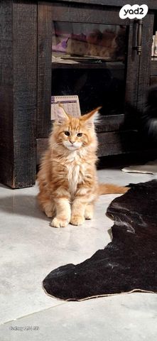 חתול מיין קון