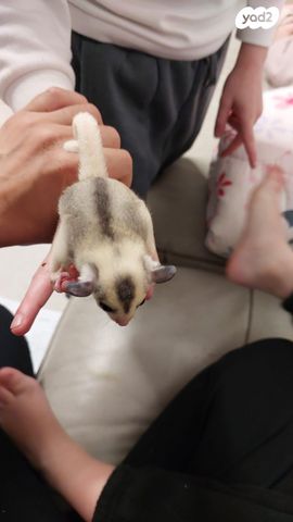 מכרסם סנאי מעופף \ שוגר