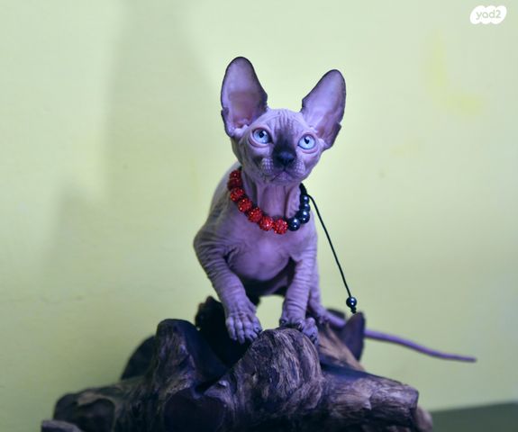 חתול ספינקס