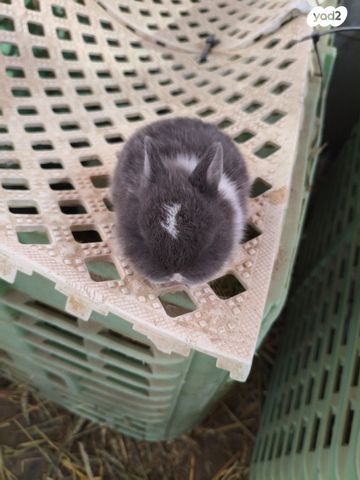 מכרסם ארנב ננסי